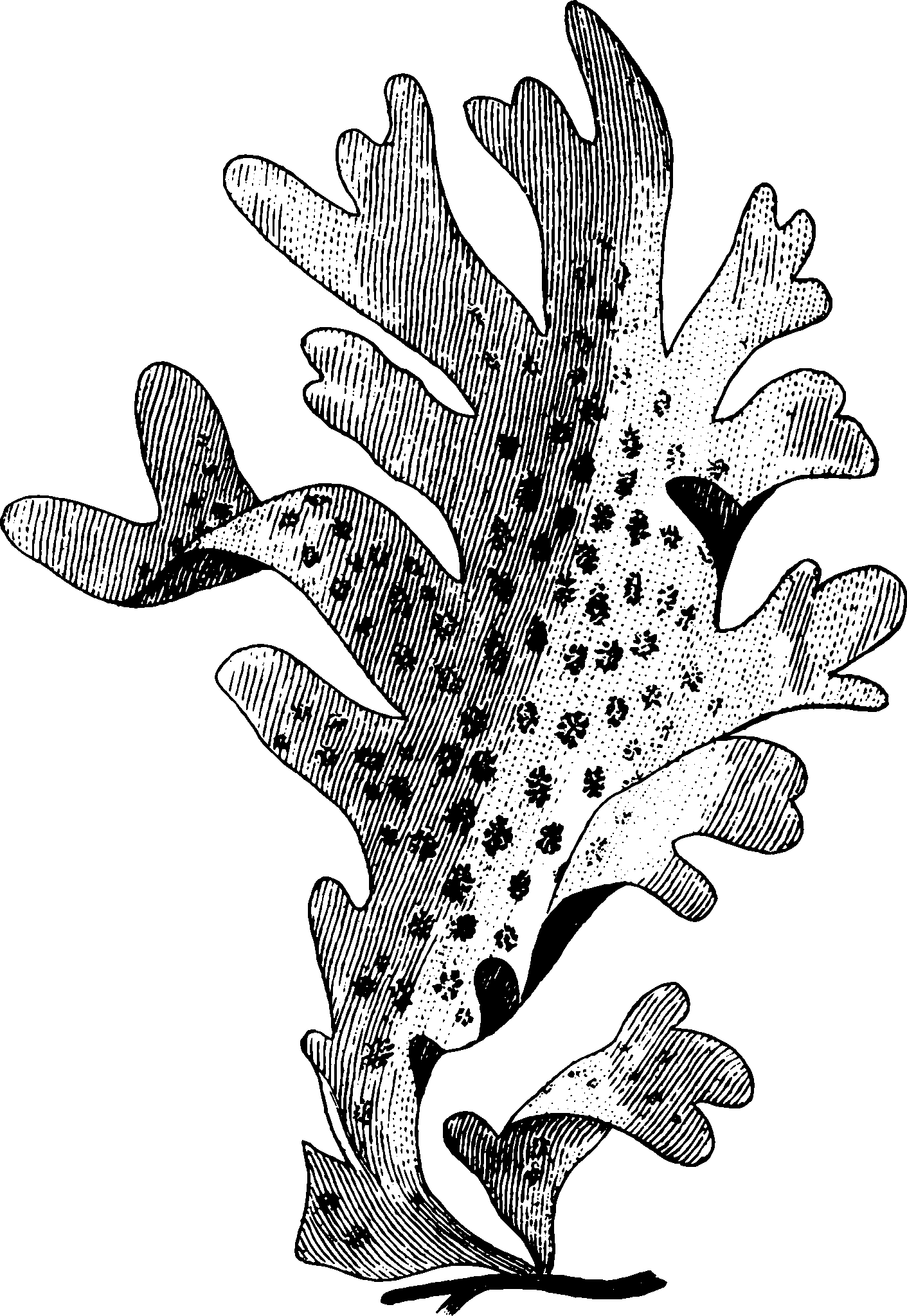 botanical nitophyllum punctatum scaled