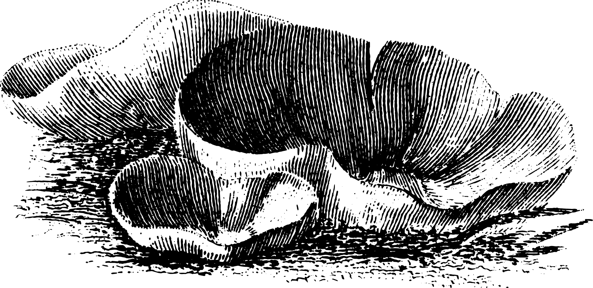 botanical peziza aurantia