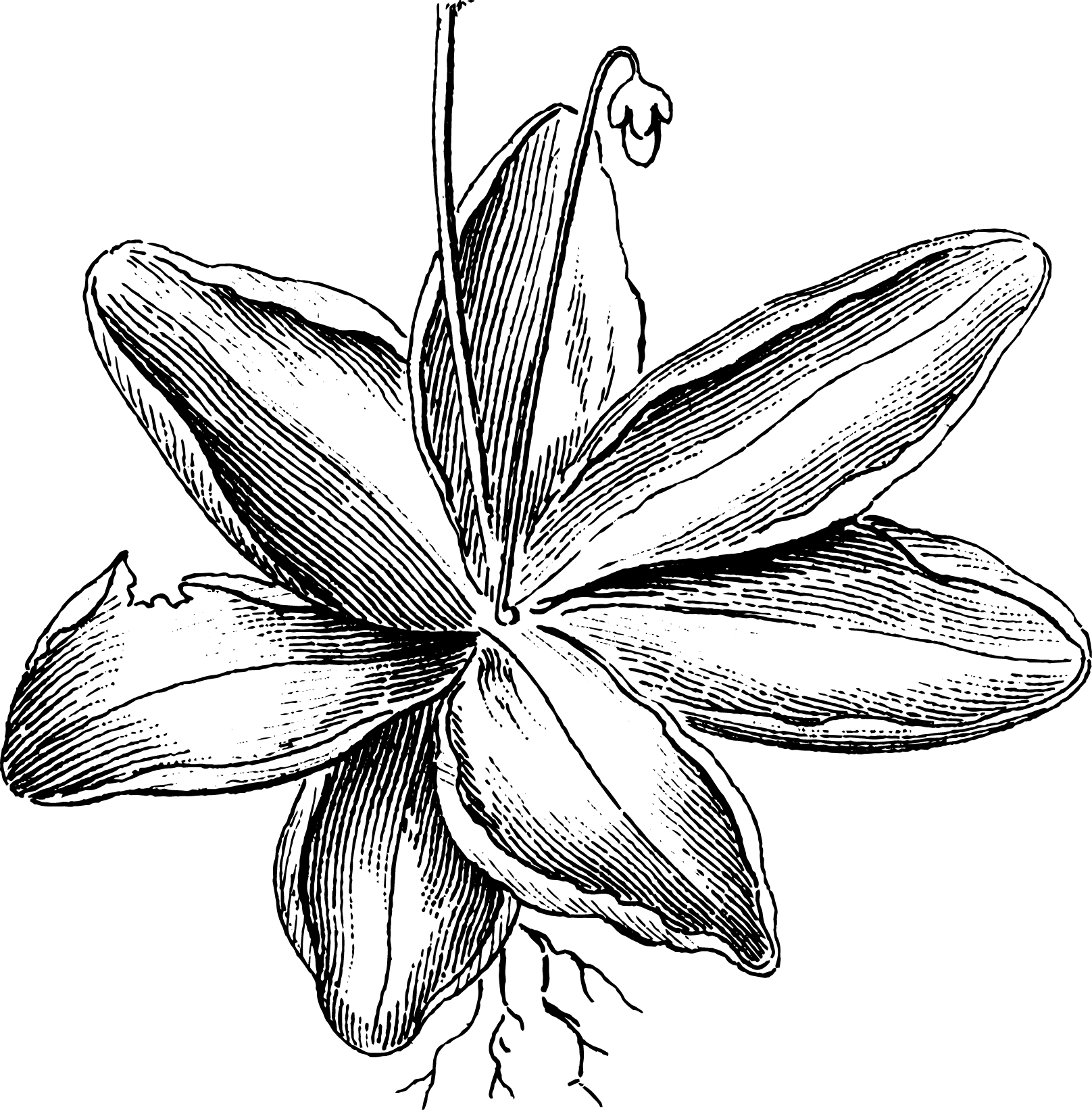 botanical pinguicula