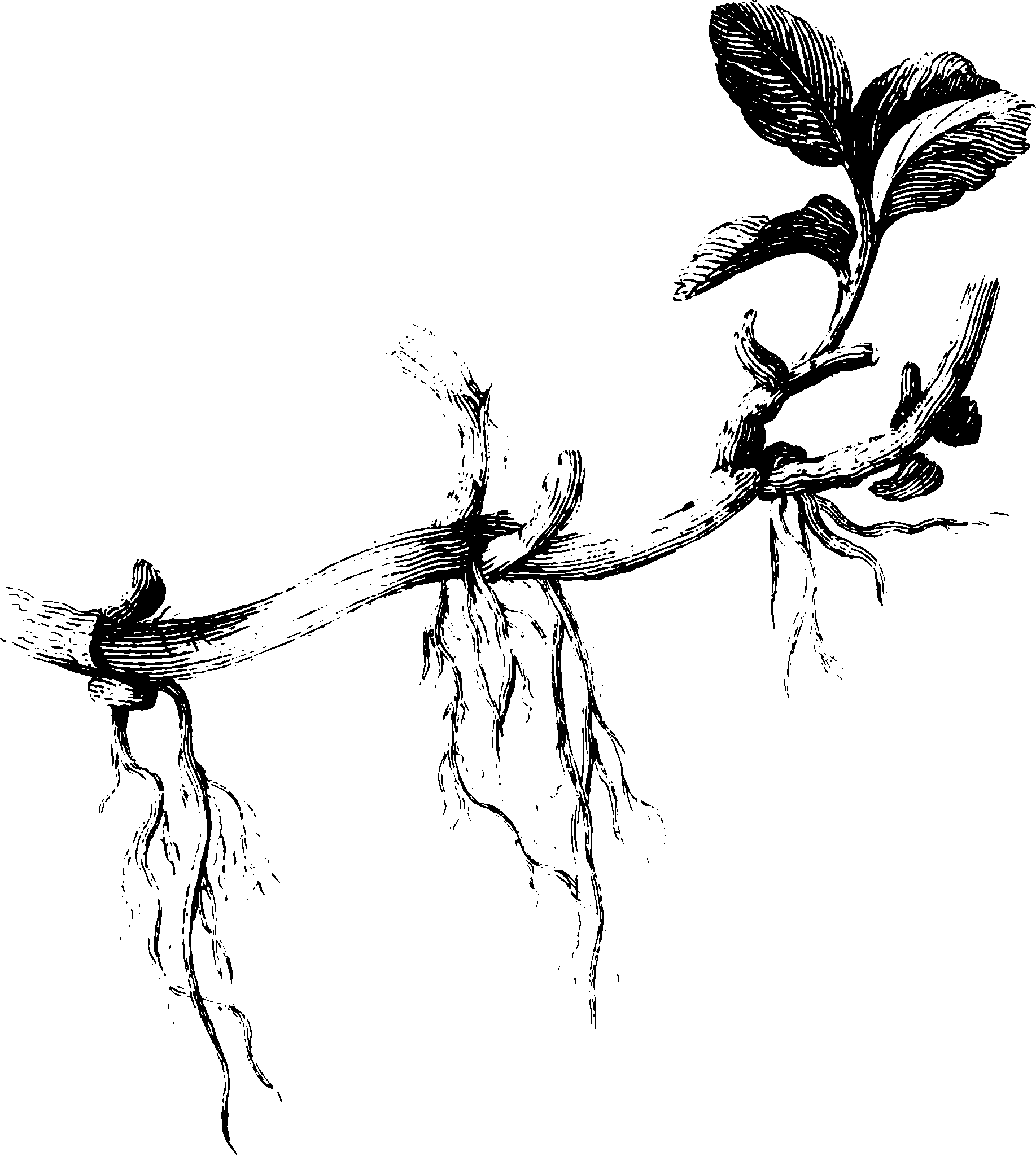botanical stem1 scaled