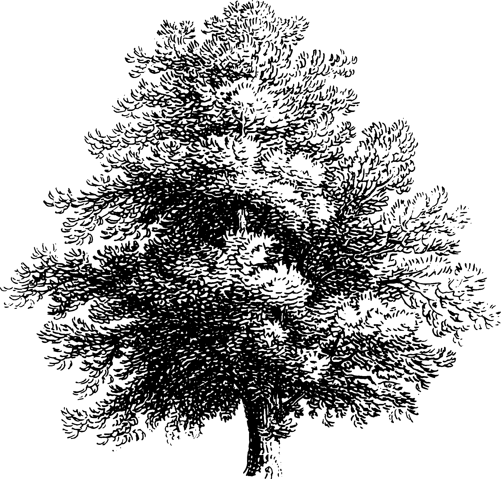 botanical tree2 scaled