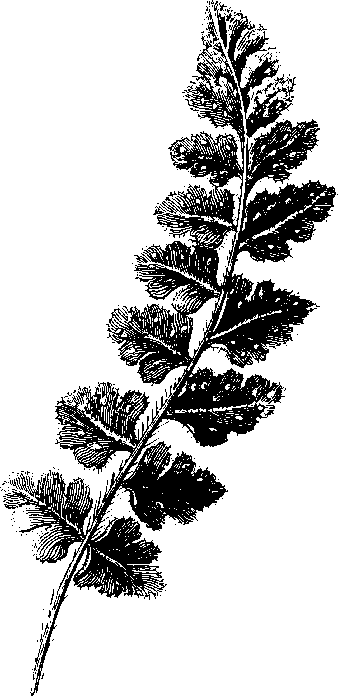 botanical woodsia hyperborea