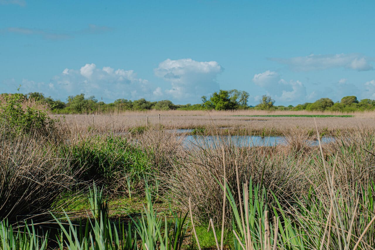 Nature et biodiversité au Marais de Gannedel