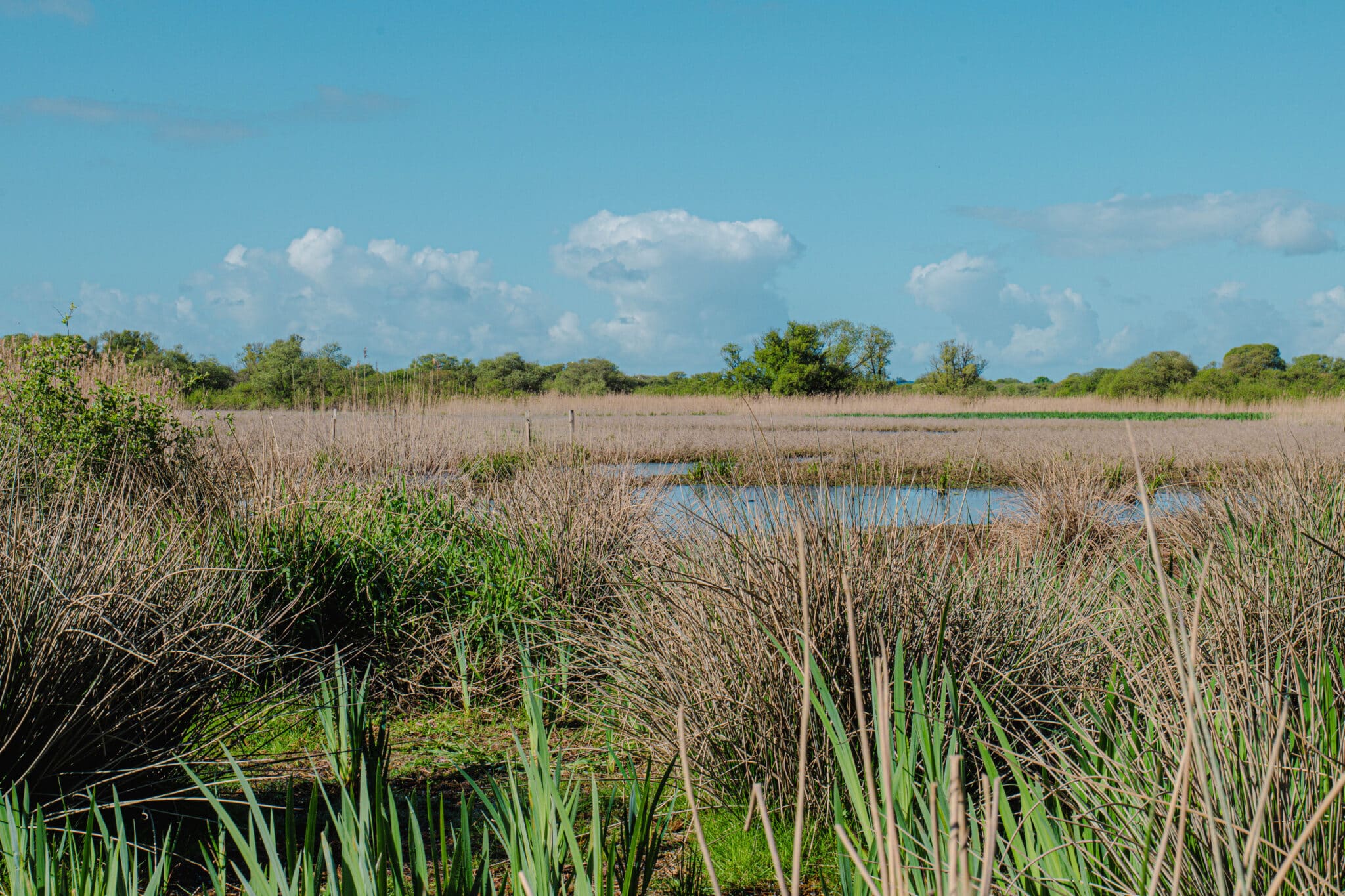 Nature et biodiversité au Marais de Gannedel