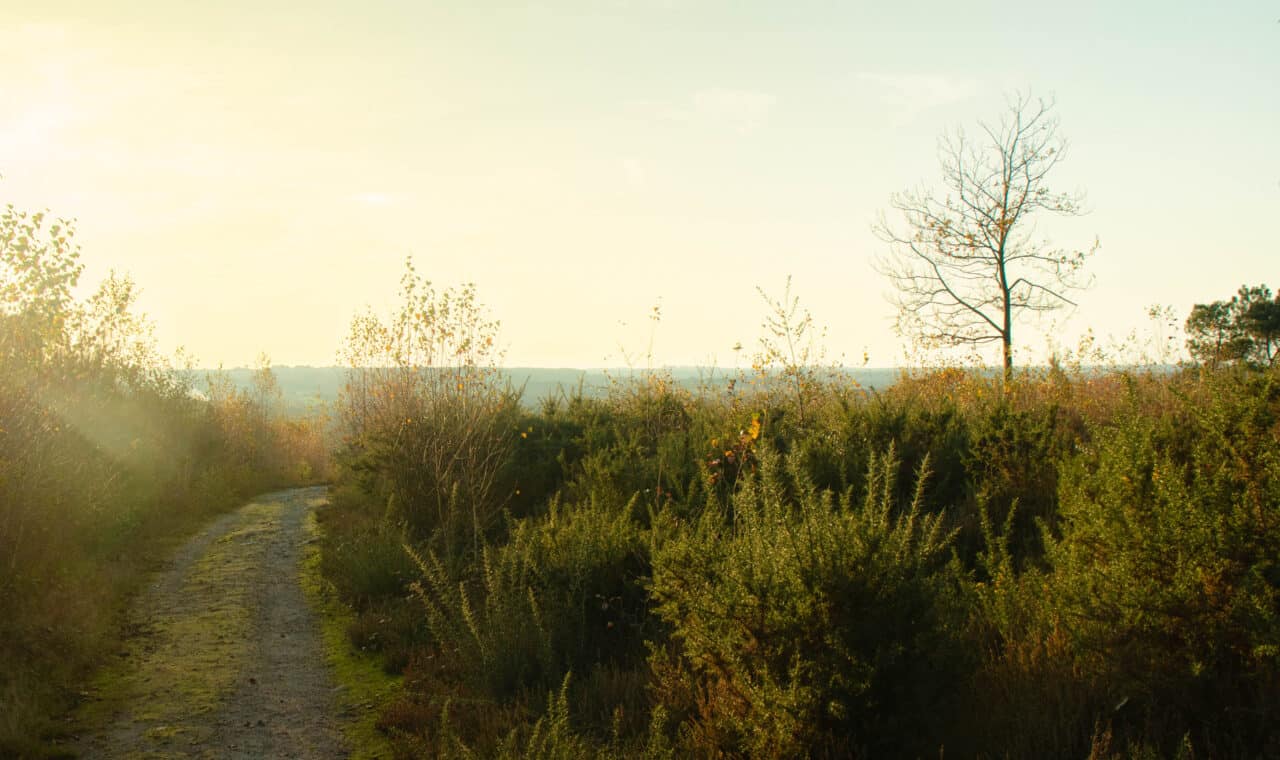redon le bois de bahurel bauthamy madoline 5 1