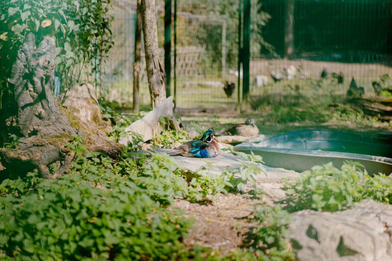 Parc de Bel-Air à Redon © Madoline Bauthamy