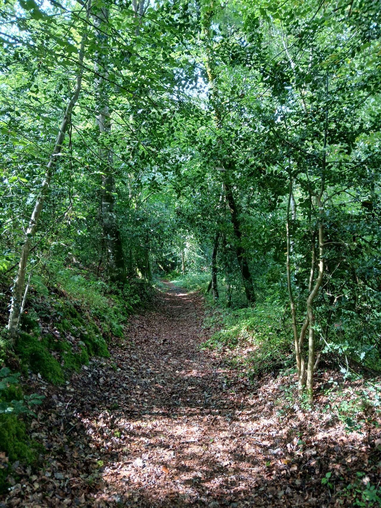 st ganton bois de beaucel garance beauvais 7
