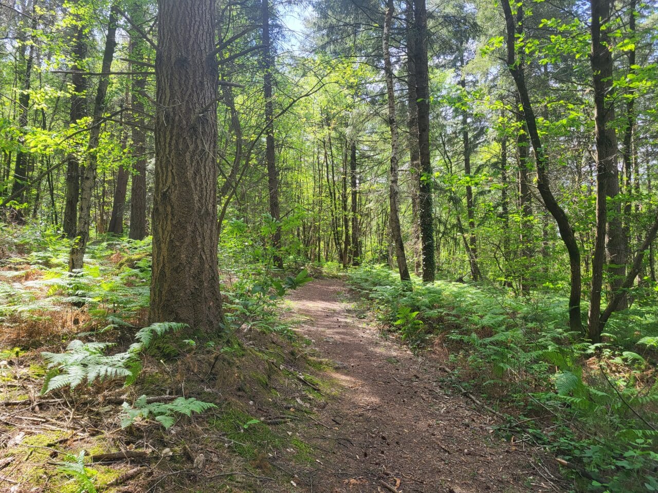 Sentier de rando dans la campagne de Beslé © Théau Lesné