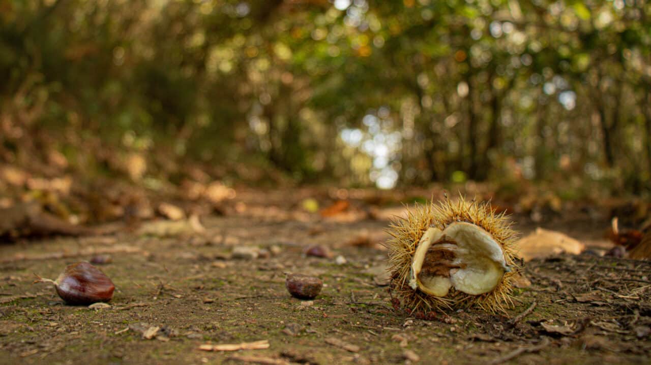 Une bogue dans le bois de Bahurel © Madoline Bauthamy