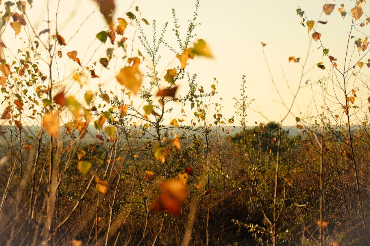 Bois de Bahurel à Redon © Madoline Bauthamy