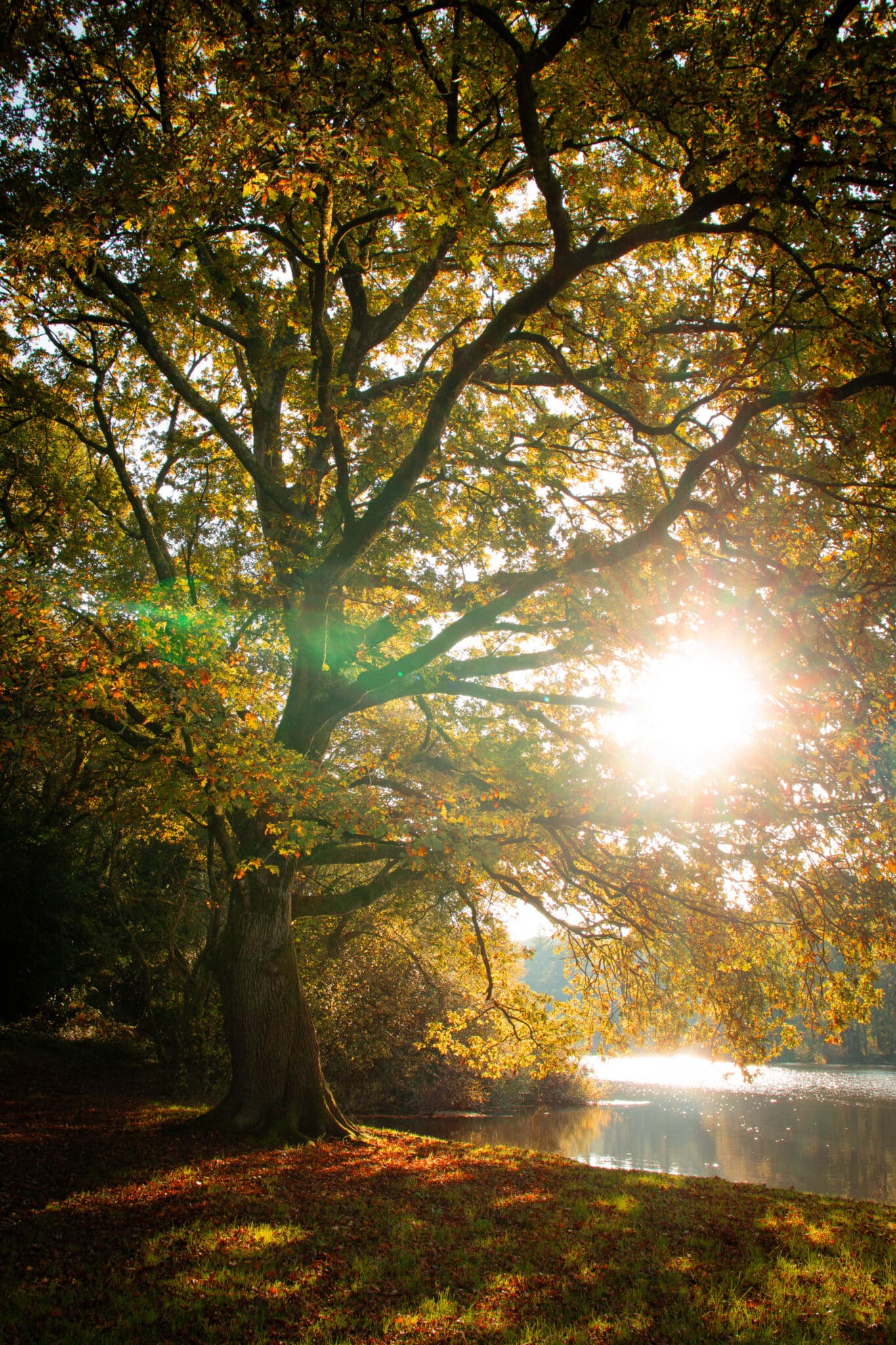 L'automne à l'Île aux Pies, rive Bains-sur-Oust © Madoline Bauthamy