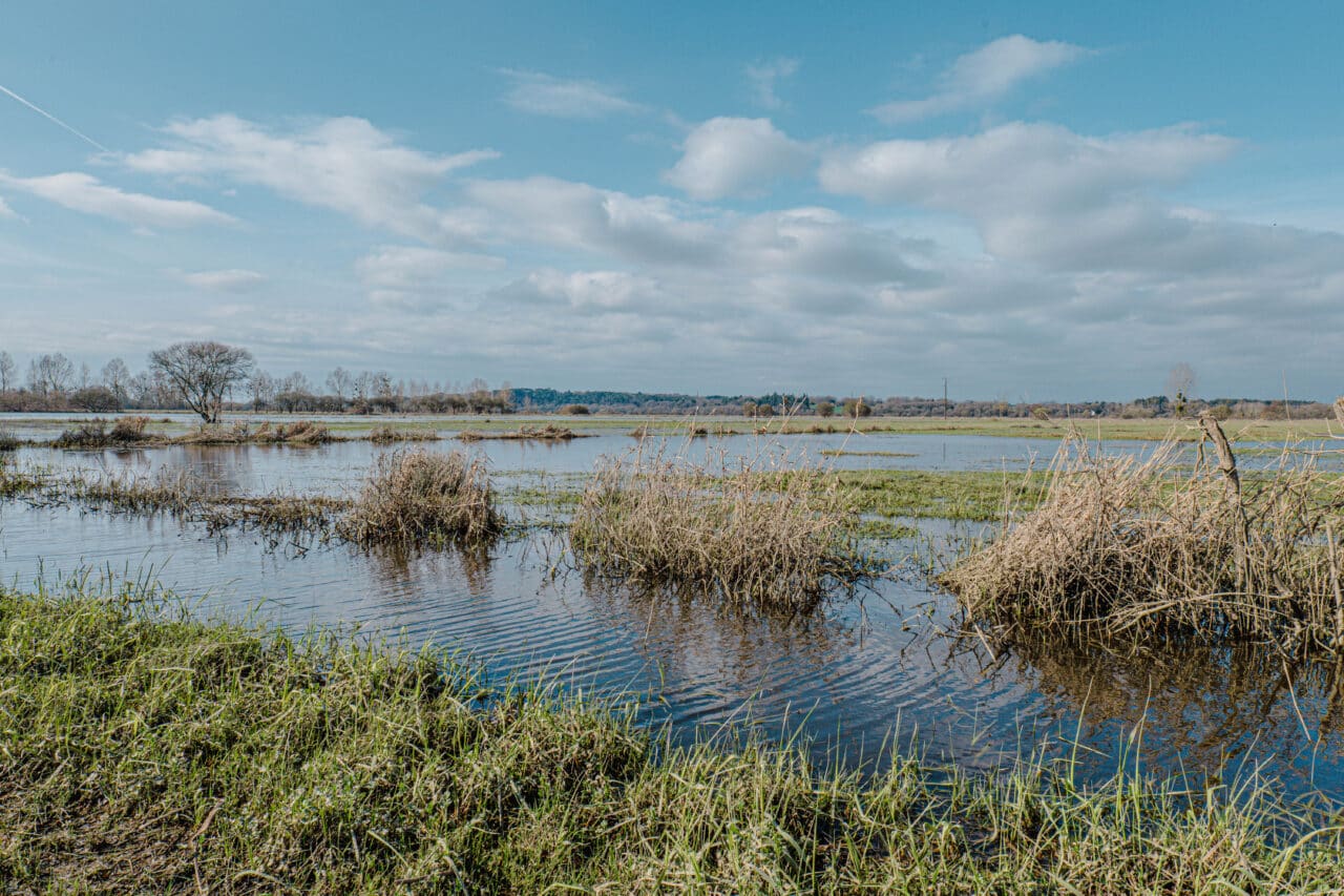 Le marais de Gannedel à La Chapelle-de-Brain © Madoline Bauthamy