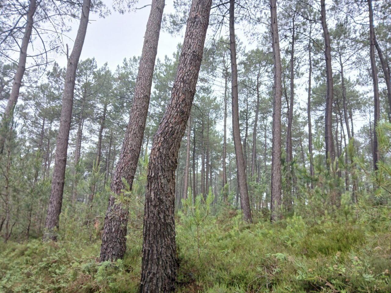 Les landes à Béganne © Théau Lesné