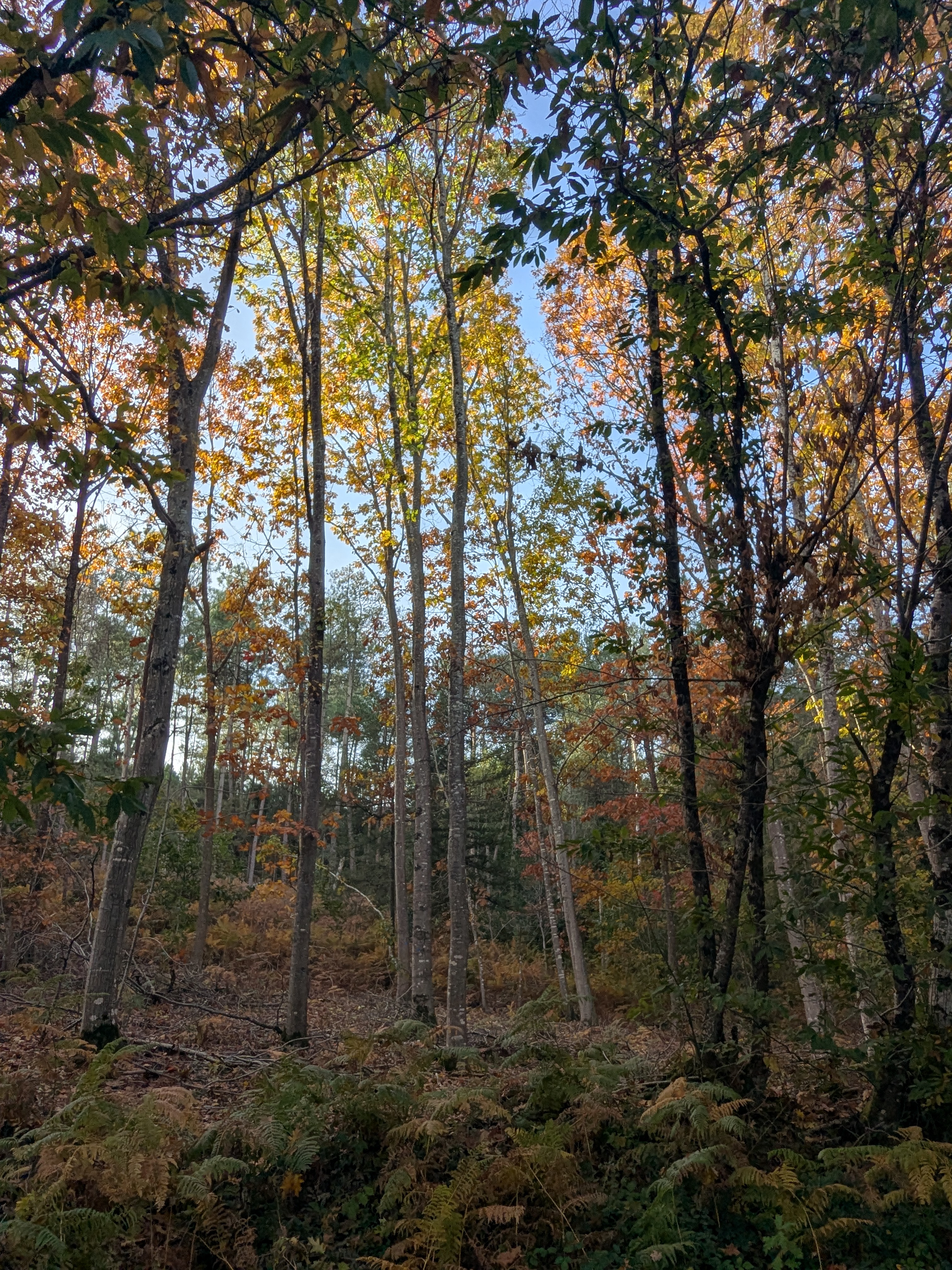 Les landes à Langon en automne © Morgane Busnel Masson